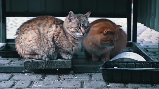 Bezdomne Głodne Koty Jedzą Resztki Podłogi Brudne Koty Smutnym Pyskiem — Wideo stockowe