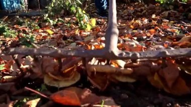 Woman removes autumn leaves by raking them into a pile. Cleaning up autumn leaves. The cleaning lady collects brown leaves on the ground.