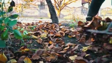 Woman removes autumn leaves by raking them into a pile. Cleaning up autumn leaves. The cleaning lady collects brown leaves on the ground.