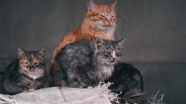 Family of poor homeless cats with kittens is basking in a pile of rubbish. Homeless hungry cats grow on the street in the cold season. Sad pets to drive out into the street.