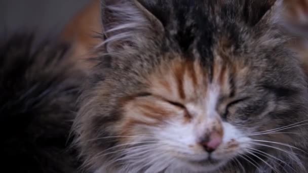 Fluffy Homeless Cat Sits Alone Muzzle Close Homeless Hungry Cats — Stockvideo