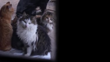 Family of poor homeless cats with kittens is basking in a pile of rubbish. Homeless hungry cats grow on the street in the cold season. Sad pets to drive out into the street.