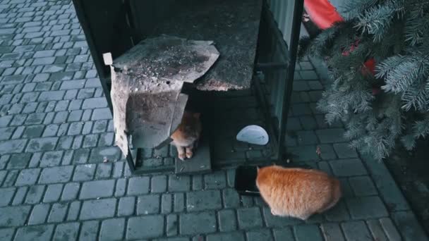 Hajléktalan Éhes Macskák Padlóról Eszik Maradékot Piszkos Macskák Szomorú Szájkosarakkal — Stock videók