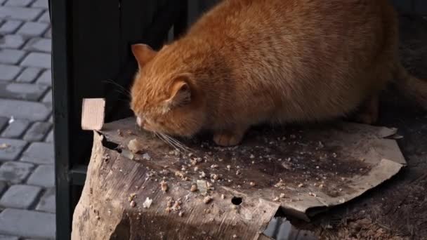 Homeless Hungry Cats Eat Leftovers Floor Dirty Cats Sad Muzzle — 图库视频影像
