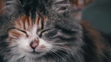 Fluffy homeless cat sits alone, muzzle close-up. Homeless hungry cats grow on the street in the cold season. Sad pets to drive out into the street.