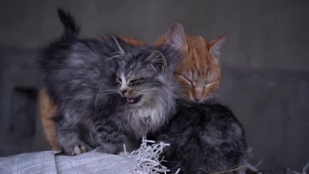 Small Fluffy Hungry Kitten Meows Cries Close Homeless Hungry Cats — Video Stock