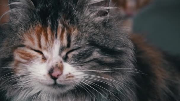 Fluffy Homeless Cat Sits Alone Muzzle Close Homeless Hungry Cats — Vídeo de stock