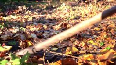 Woman removes autumn leaves by raking them into a pile. Cleaning up autumn leaves. The cleaning lady collects brown leaves on the ground.