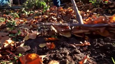 Woman removes autumn leaves by raking them into a pile. Cleaning up autumn leaves. The cleaning lady collects brown leaves on the ground.