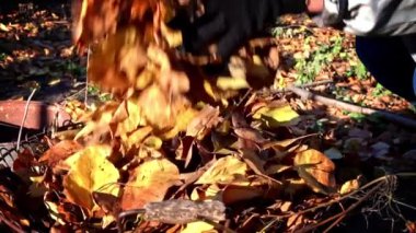 Woman removes autumn leaves by raking them into a pile. Cleaning up autumn leaves. The cleaning lady collects brown leaves on the ground.