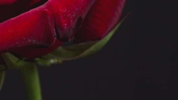 Червона Троянда Великими Пелюстками Розбухає Чорному Тлі Крупним Планом Витончена — стокове відео