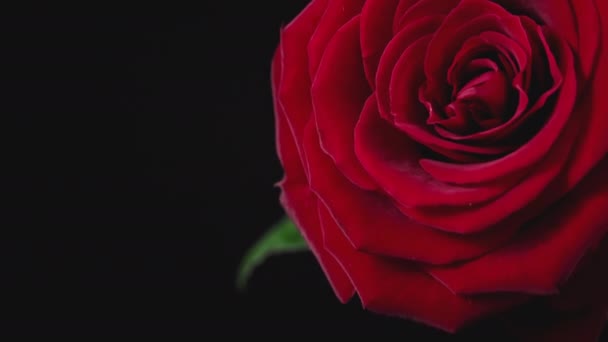 大きな花弁を持つ赤いバラは黒の背景のクローズアップで攪拌します 緑の茎に優雅な緋色のバラが発達する — ストック動画