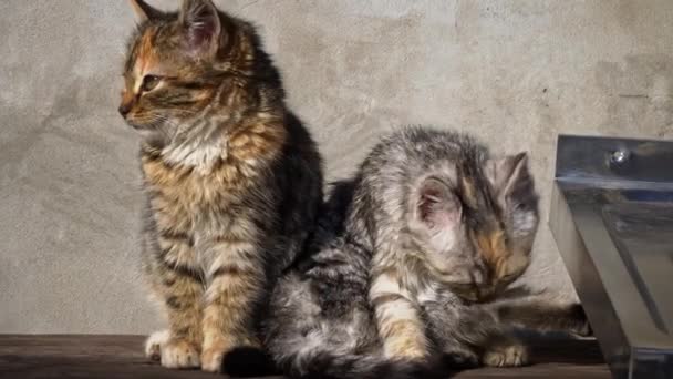 Two Homeless Kittens Sit Bask Sun Hungry Cold Little Cats — Vídeo de stock