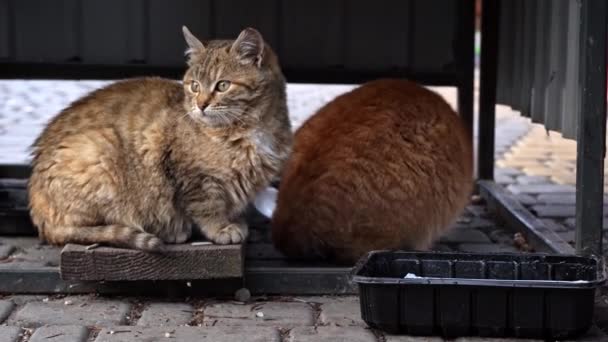 Homeless Hungry Cats Eat Leftovers Floor Dirty Cats Sad Muzzle — Wideo stockowe
