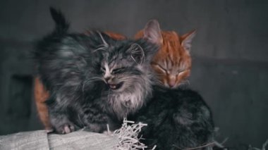 Small fluffy hungry kitten meows and cries close-up. Homeless hungry cats grow on the street in the cold season. Sad pets to drive out into the street.