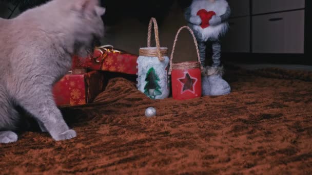 Grijze Volbloed Kat Speelt Met Nieuwjaarsspeelgoed Een Kerstboom Een Actief — Stockvideo