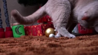 Gri safkan kedi yılbaşı oyuncaklarıyla Noel ağacında oynuyor. Aktif bir hayvan Noel ağacı oyuncağının yanındaki hareketleri takip ediyor. Noel ağacının altında şakacı bir kedi oturuyor.