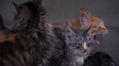 Family of poor homeless cats with kittens is basking in a pile of rubbish. Homeless hungry cats grow on the street in the cold season. Sad pets to drive out into the street.