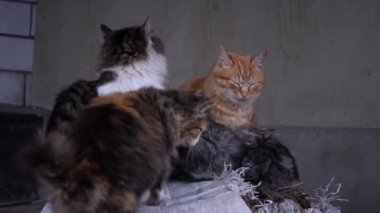 Family of poor homeless cats with kittens is basking in a pile of rubbish. Homeless hungry cats grow on the street in the cold season. Sad pets to drive out into the street.