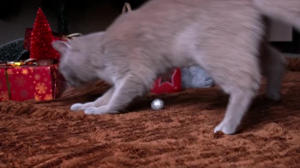 灰纯种猫在圣诞树上玩新年玩具 一只活跃的宠物跟随圣诞树玩具旁边的动作 一只爱玩的猫坐在圣诞树下 — 图库视频影像
