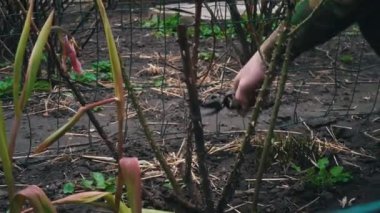 Erkek bahçıvan baharda bir gülün kuru dallarını budayarak keser. Baharda bahçe makasıyla gül bahçesinde dalların yenilenmesi. Bahçeyi temizlemek, açık hava bitkileriyle ilgilenmek..