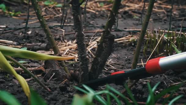 Erkek Bahçıvan Baharda Bir Gülün Kuru Dallarını Kesiyor Baharda Bahçe — Stok video