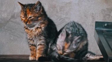 Two homeless kittens sit outside and bask in the sun. Hungry and cold little cats sit on an old table and warm themselves. Tricolor kittens without a home.