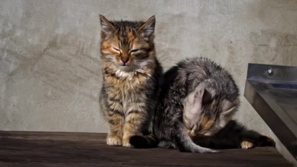 两只无家可归的小猫坐在外面晒太阳 饥饿和寒冷的小猫咪坐在一张旧桌子上取暖 三色猫没有家 — 图库视频影像