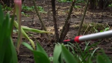 Erkek bahçıvan baharda bir gülün kuru dallarını kesiyor. Baharda bahçe makasıyla gül bahçesinde dalların yenilenmesi. Bahçeyi temizlemek, açık hava bitkileriyle ilgilenmek..