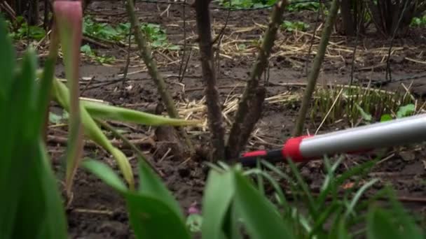 Jardineiro Masculino Corta Ramos Secos Uma Rosa Com Lopper Primavera — Vídeo de Stock
