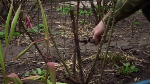 Jardineiro Masculino Corta Ramos Secos Uma Rosa Com Podadeiras Primavera — Vídeo de Stock