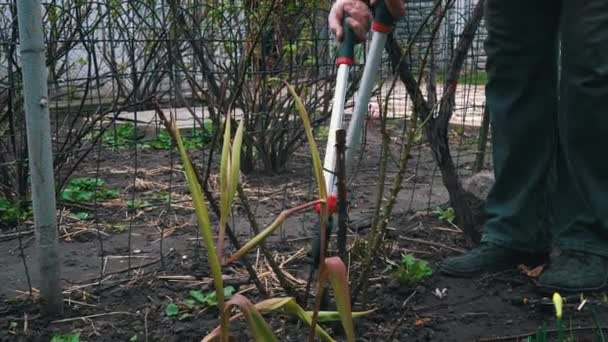 Садівник Чоловік Розрізає Сухі Гілки Троянди Лопатою Навесні Весняне Оновлення — стокове відео