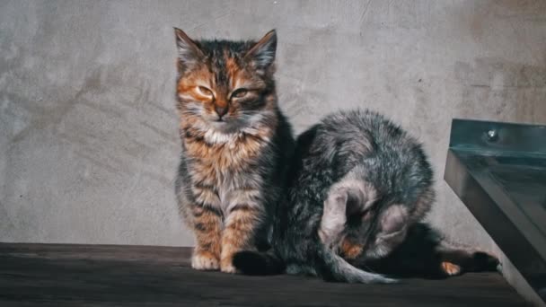 Two Homeless Kittens Sit Bask Sun Hungry Cold Little Cats — Video