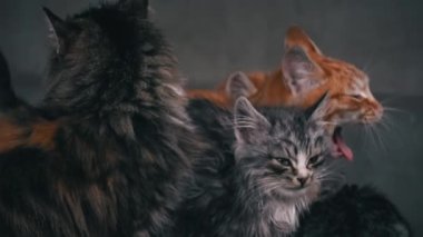 Family of poor homeless cats with kittens is basking in a pile of rubbish. Homeless hungry cats grow on the street in the cold season. Sad pets to drive out into the street.
