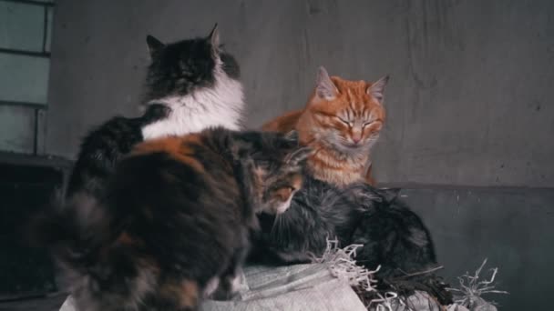 Familie Fattige Hjemløse Katte Med Killinger Ligger Bunke Affald Hjemløse – Stock-video