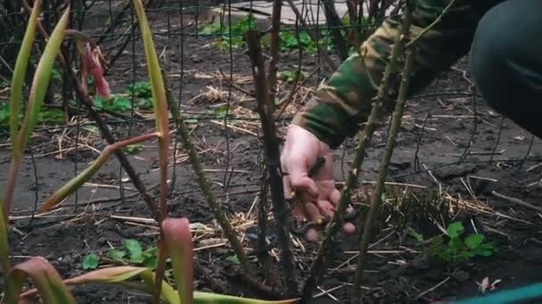 Весной Садовник Обрезает Сухие Ветви Розы Черносливом Весеннее Обновление Ветвей — стоковое видео