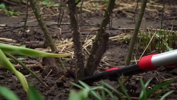 Jardineiro Masculino Corta Ramos Secos Uma Rosa Com Lopper Primavera — Vídeo de Stock