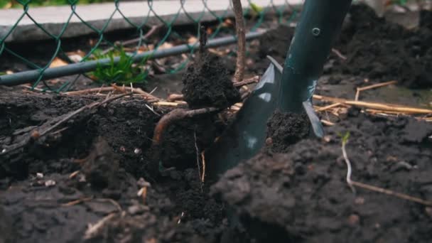 사람은 식하기 뿌리가 과일나무를 파내고 과일나무가움 농장에 정원을 가꾸는 삽으로 — 비디오