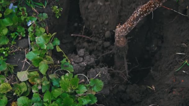 Człowiek Łopatą Wykopuje Drzewo Owocowe Korzeniem Przeszczepu Transplantacja Młodego Drzewa — Wideo stockowe