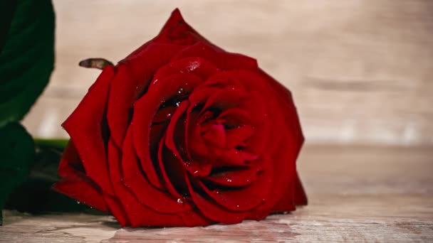 Drops Water Drip Petals Red Rose Red Rose Drops Petals — Video Stock