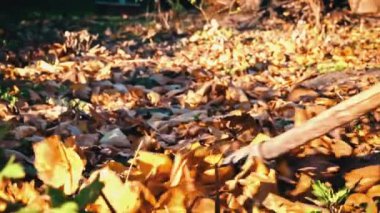 Woman removes autumn leaves by raking them into a pile. Cleaning up autumn leaves. The cleaning lady collects brown leaves on the ground.