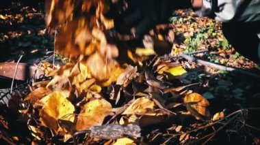 Woman removes autumn leaves by raking them into a pile. Cleaning up autumn leaves. The cleaning lady collects brown leaves on the ground.