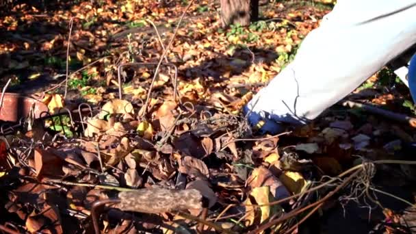 Woman Removes Autumn Leaves Raking Them Pile Cleaning Autumn Leaves — Stok video