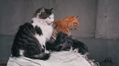 Family of poor homeless cats with kittens is basking in a pile of rubbish. Homeless hungry cats grow on the street in the cold season. Sad pets to drive out into the street.