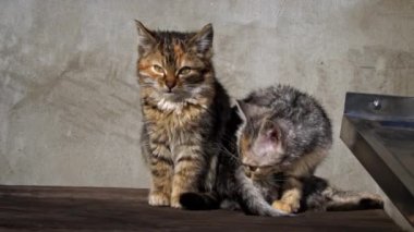 Two homeless kittens sit outside and bask in the sun. Hungry and cold little cats sit on an old table and warm themselves. Tricolor kittens without a home.