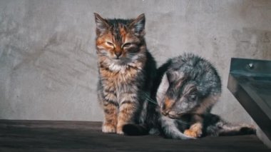 İki evsiz kedi yavrusu dışarıda oturup güneşin tadını çıkarıyor. Aç ve soğuk küçük kediler eski bir masada oturup kendilerini ısıtırlar. Evi olmayan üç renkli kediler..