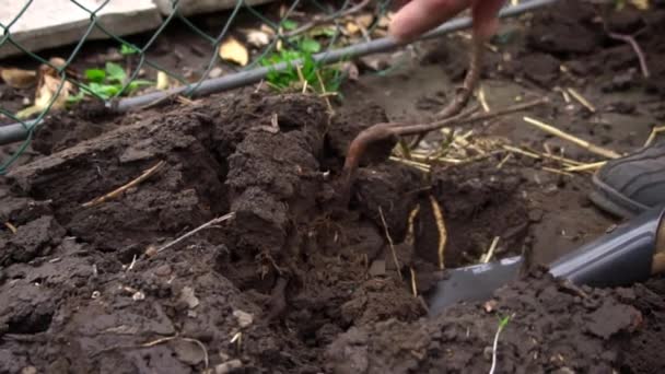 Man Shovel Digs Fruit Tree Root Transplanting Transplantation Young Fruit — Stock Video