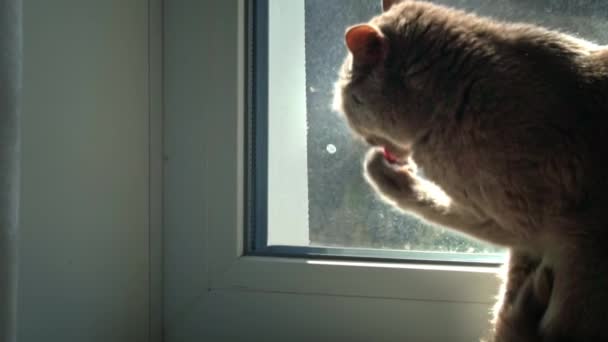 Γκρι Καθαρόαιμο Εγχώρια Γάτα Γλείφει Πόδι Του Ενώ Κάθεται Δίπλα — Αρχείο Βίντεο