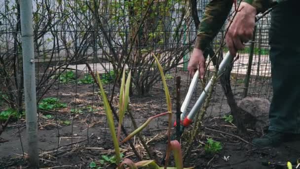 Αρσενικός Κηπουρός Κόβει Ξερά Κλαδιά Τριαντάφυλλου Ένα Κλαδί Την Άνοιξη — Αρχείο Βίντεο