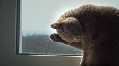 Gri safkan evcil kedi, pencerede otururken patisini yalıyor. Kedi pencere pervazında yıkanır. Bakımlı kedi güneşte patisini yalıyor.